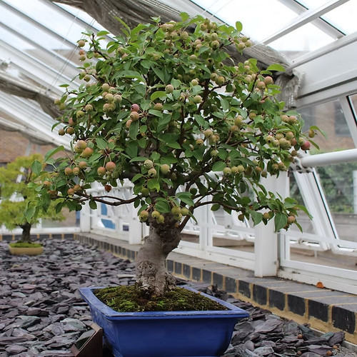 Sale555 vero fico ficus carica - sale555,