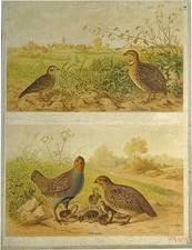 1910 Alauda arvensis (allodole