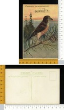 V2691] UCCELLI - CROSSBILL - Loxia - CROCIERE
