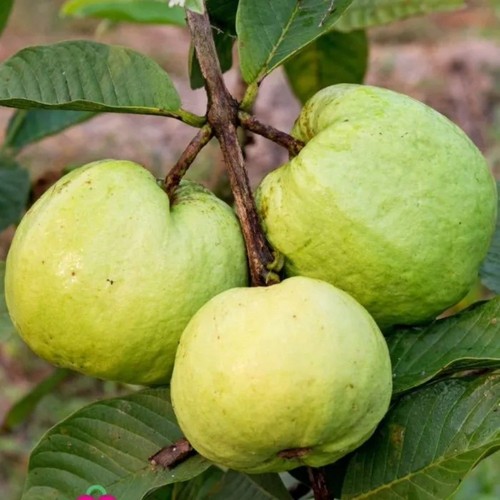 Pianta frutto tropicale - pianta,