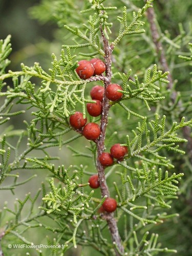 Juniperus phoenicea ginepro - juniperus,