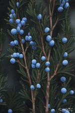 Arte "La Calma Profonda"