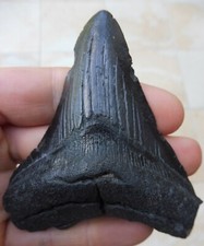 Megalodonte Dente - 9.2cm
