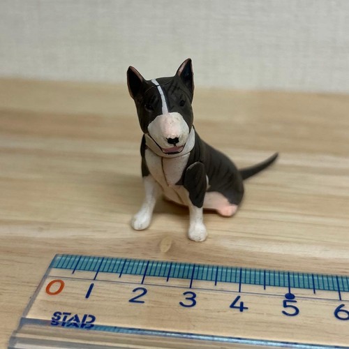 Chocoq pet animal collection - animal,
