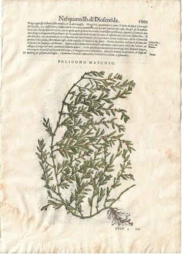 Stampa antica mattioli - stampa,