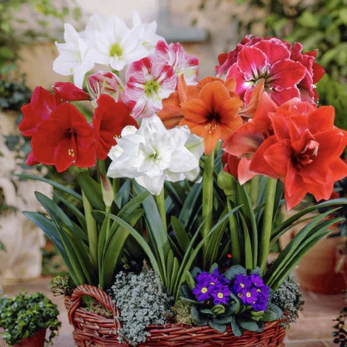 Amaryllis - 1, 🌼