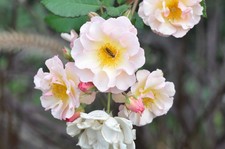 Nikon NUOVO NIKKOR 85mm f/1.8 #416665 Ai Converted MF Lens Exc+5 F mount Fm G...