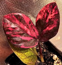 Rara pianta stabilita Zamioculcas Zamiifolia Black Raven Red Variegata
