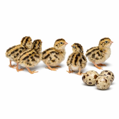 Daily bread homestead - bread, coturnix