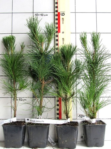 Pinus contorta pino tornito - contorta,