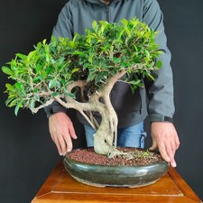 BONSAI ESEMPLARE DI FICUS