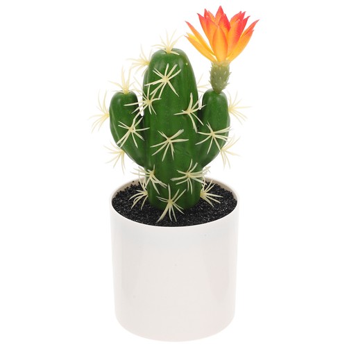 Pianta bonsai cactus - di,