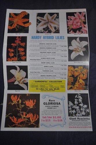 1955 bulb corpo olandese - 1955, us