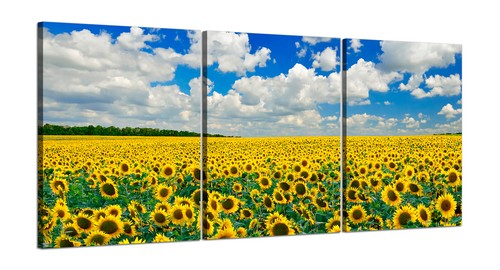 Campo girasoli quadri su - girasoli,