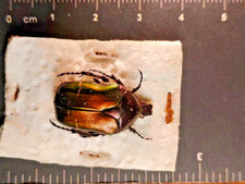 Coleoptera Scarabeidae, Cetonidae, Cetonia aurata pisana - Italy, Tuscany(S/125)