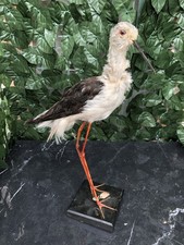 Cavaliere d'Italia , Uccello