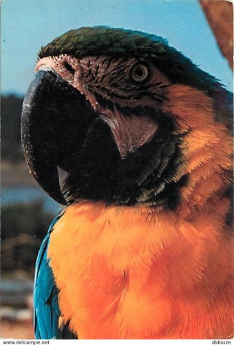 Carte postale animaux - animaux,