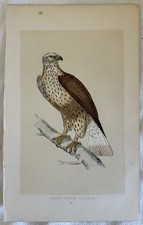 ROUGH-LEGGED BUZZARD UCCELLI