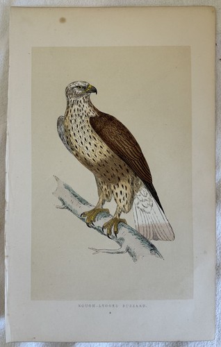 Rough legged buzzard uccelli - rough-legged,
