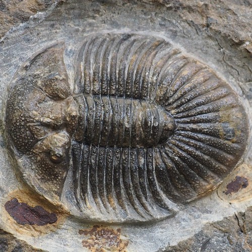 Platyscutellum trilobite - platyscutellum, sp.