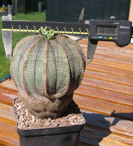 Euphorbia obesa pianta adulta - euphorbia,