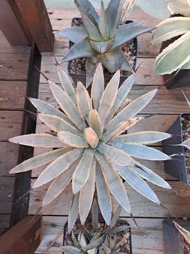 Agave macroacantha blue - agave, "blue