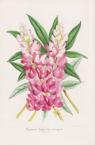 Lupin lupine lupinus insignis - lupin,