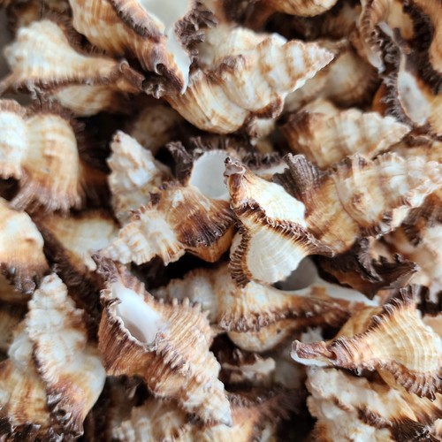 5pz conchiglie mela murex - 5pz,