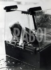 Foto vintage Animali, Uccelli