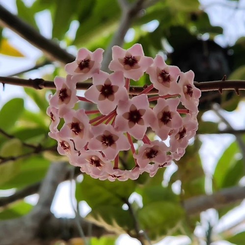 Hoya carnosa clinton jade - jade, rara