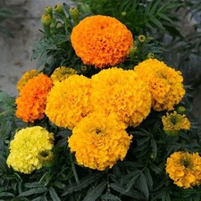 Marigold occhio di tigre
