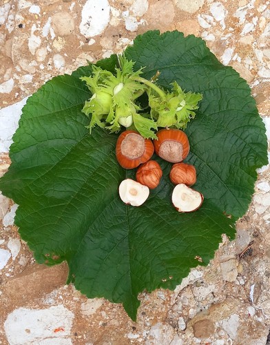 Nocciole sgusciate - kg,