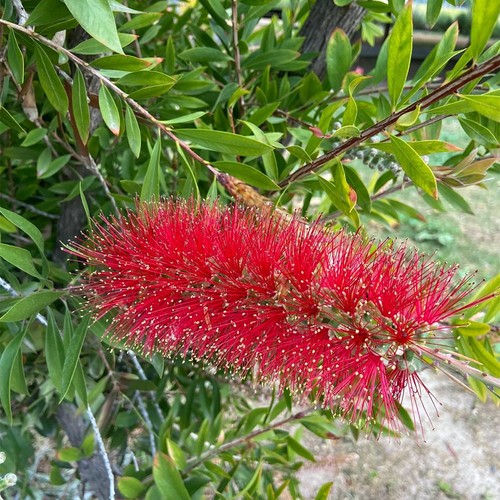 300 semillas callistemon - 300,