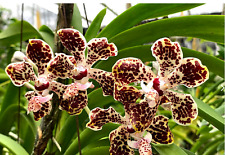 Vanda lombokensis - Orchidea forma naturale