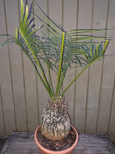 Cycas elephantipes very rare - very,