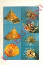 KOSUGE Sadao - TIBA Ranij -