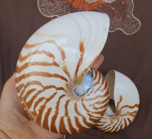 Conchiglia nautilus lucida - conchiglia,