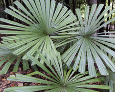 10 Semi Di Licuala Spinosa -