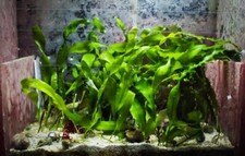 Alghe caulerpa acquario - ✅alghe,