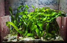 ✅Alghe Caulerpa Acquario Marino Refugium Sump Reattore Filtrazione No3 Po4 Start