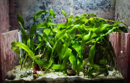 Alghe caulerpa acquario - ✅alghe,