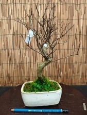 Bonsai di Melograno Neikan h