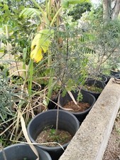 Brachychiton Rupestris ALBERO