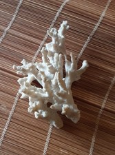 Corallo Bianco  Grezzo del'900 Ramo Grande