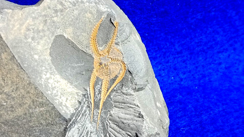 Brittlestar fossile protaster - brittlestar,