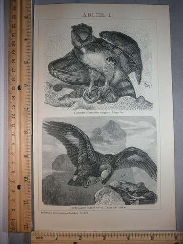 Rara antica stampa