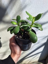 Crassula Ovata Vaso 10cm
