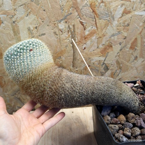 Mammillaria elegans vaso - mammillaria,