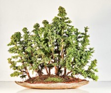 Bonsai di Abete falciforme