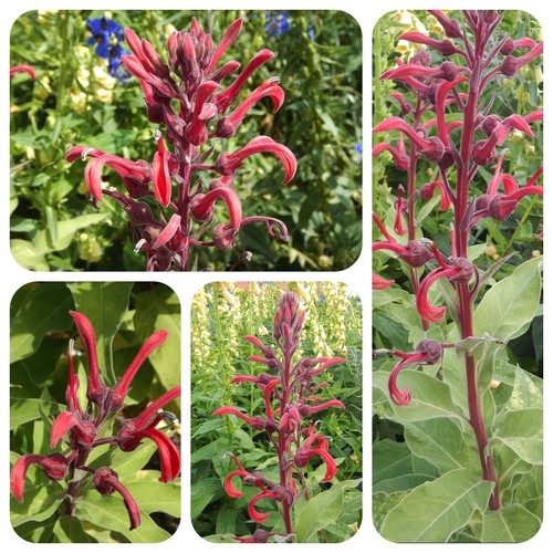 Tabacco del diavolo lobelia - tabacco,